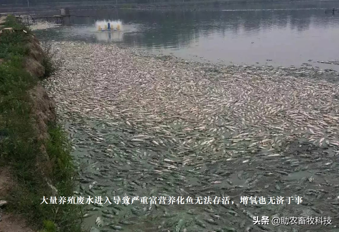 鱼塘水质差用什么改善水质,鱼塘流入养殖场废水如何处理