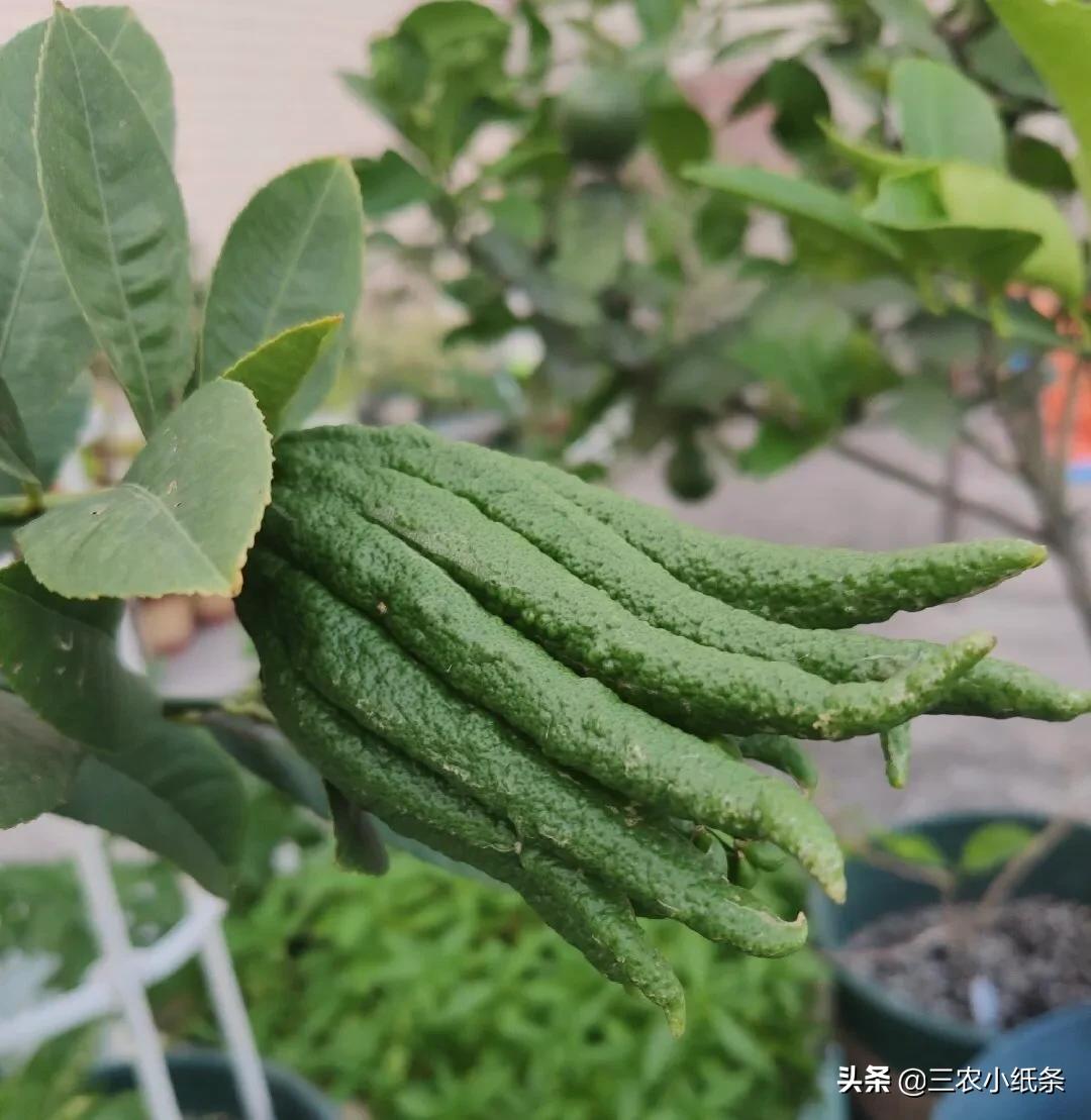 目前种植佛手柑还有前景吗,佛手柑怎么很少人种植