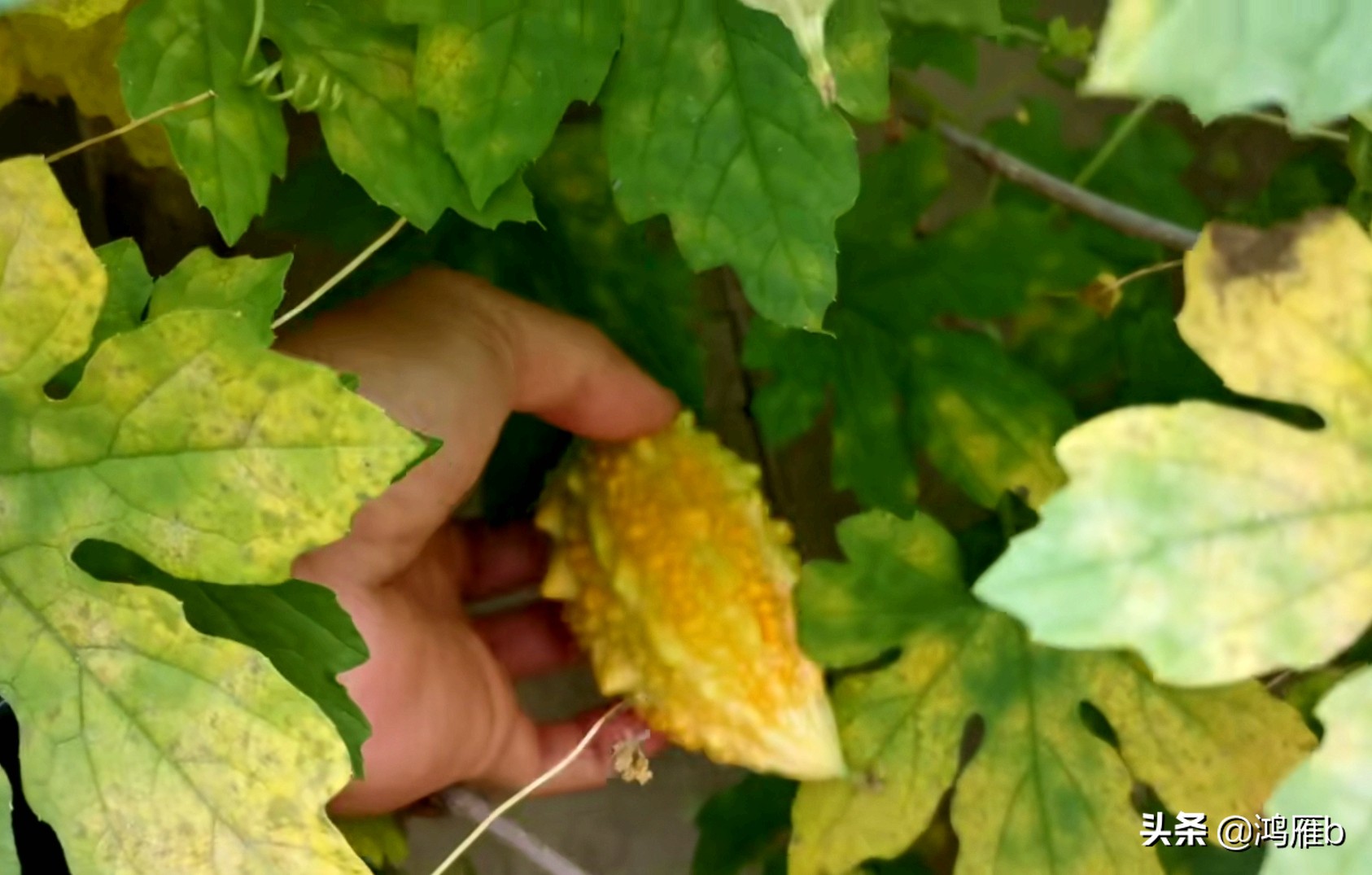 您认识这是什么，能叫出它的名字吗？