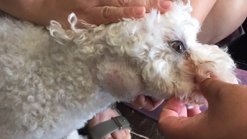 如果狗身上有虱子应该怎么办,如果狗狗身上有虫子怎么办