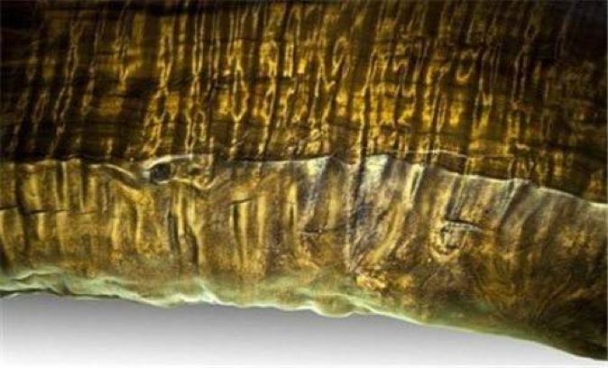 金丝楠枯木老料手串极品图片,极品金丝楠手串