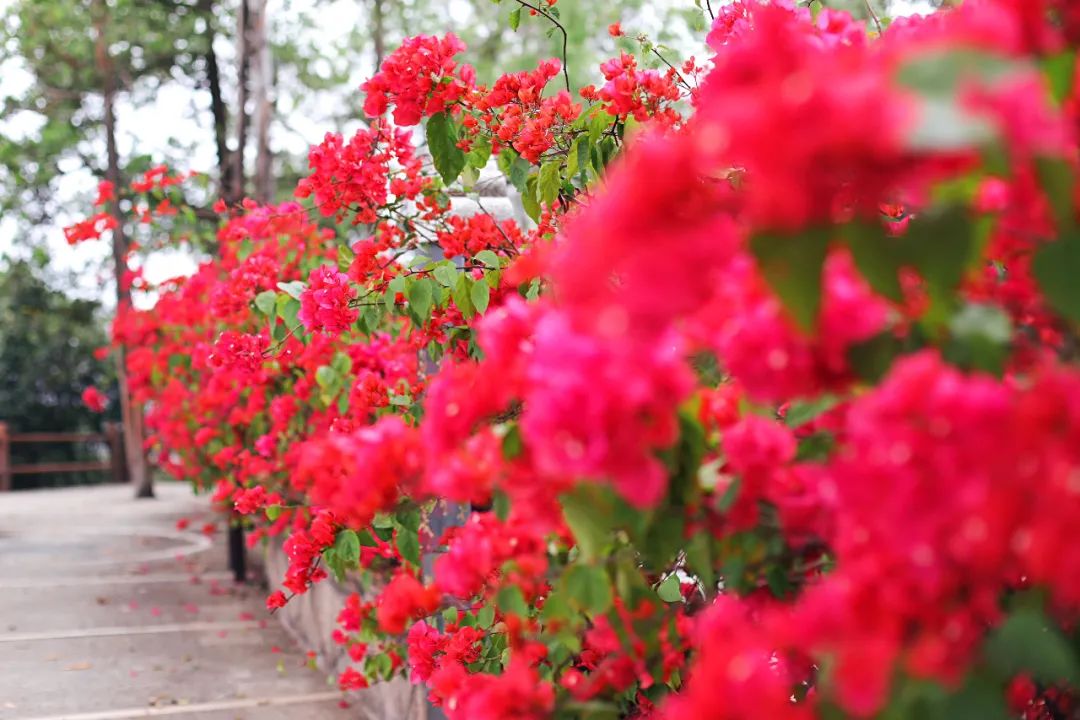 超灵验的姻缘福地!离广州深圳不到一小时,踏青赏花祈福康养首选