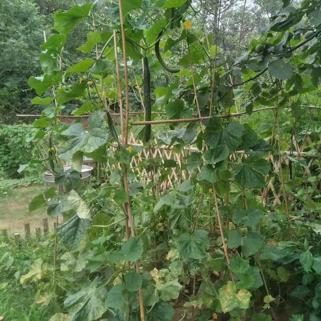 焦作市民宿短租房,焦作中站有外租房子吗