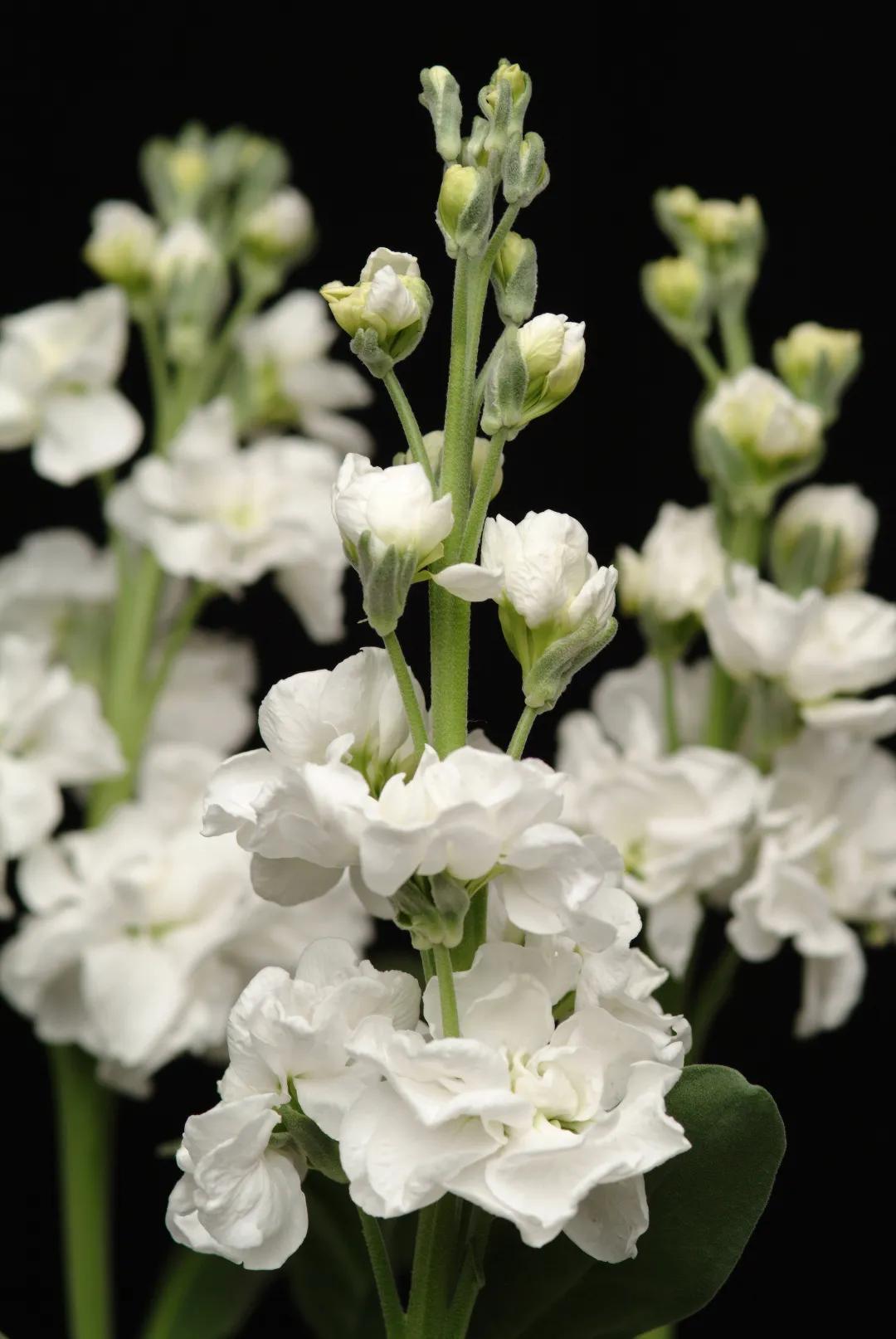 紫罗兰凯斯系列来了！早花百搭带芳香，轻松实现你的切花自由梦