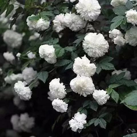 养花人最值得养的十二种花，一种花一种风华，你家养了几种？