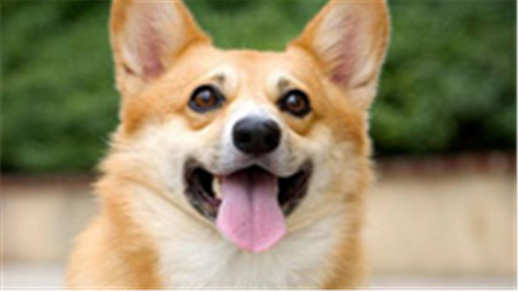 柯基犬智商排在第几名最新,柯基犬智商排第几