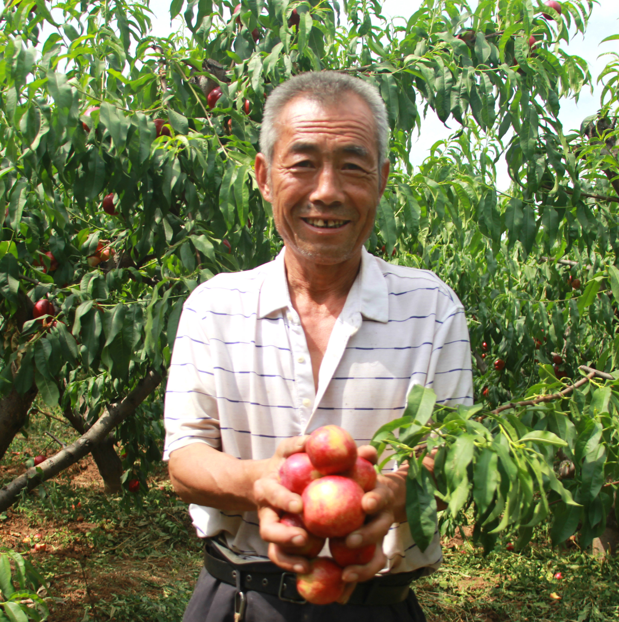 陕西周至露天甜油桃,周至骆峪水蜜桃