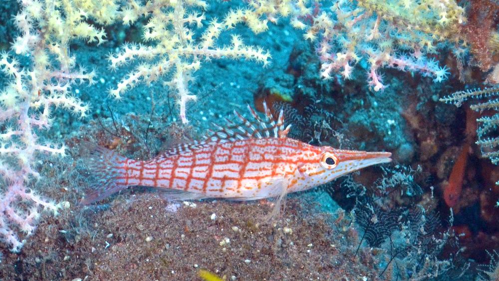 泰国四大潜水梦幻海岛,潜水游玩爱好者普吉岛
