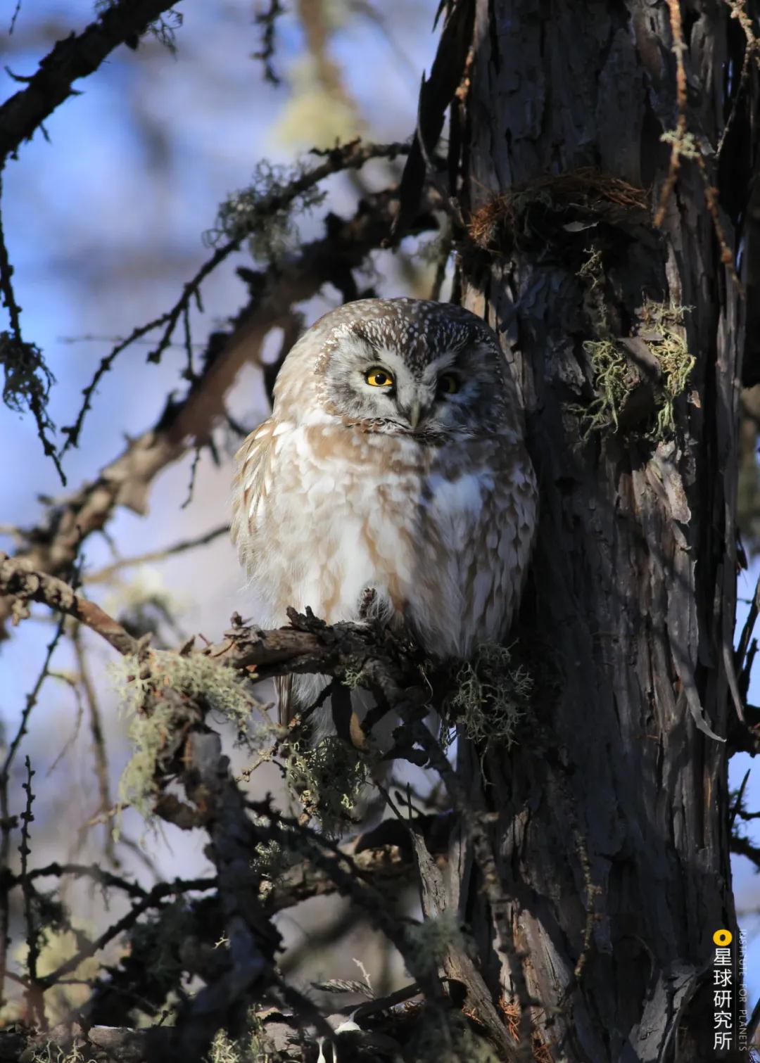 林草领域知识图谱,林草科普专业术语