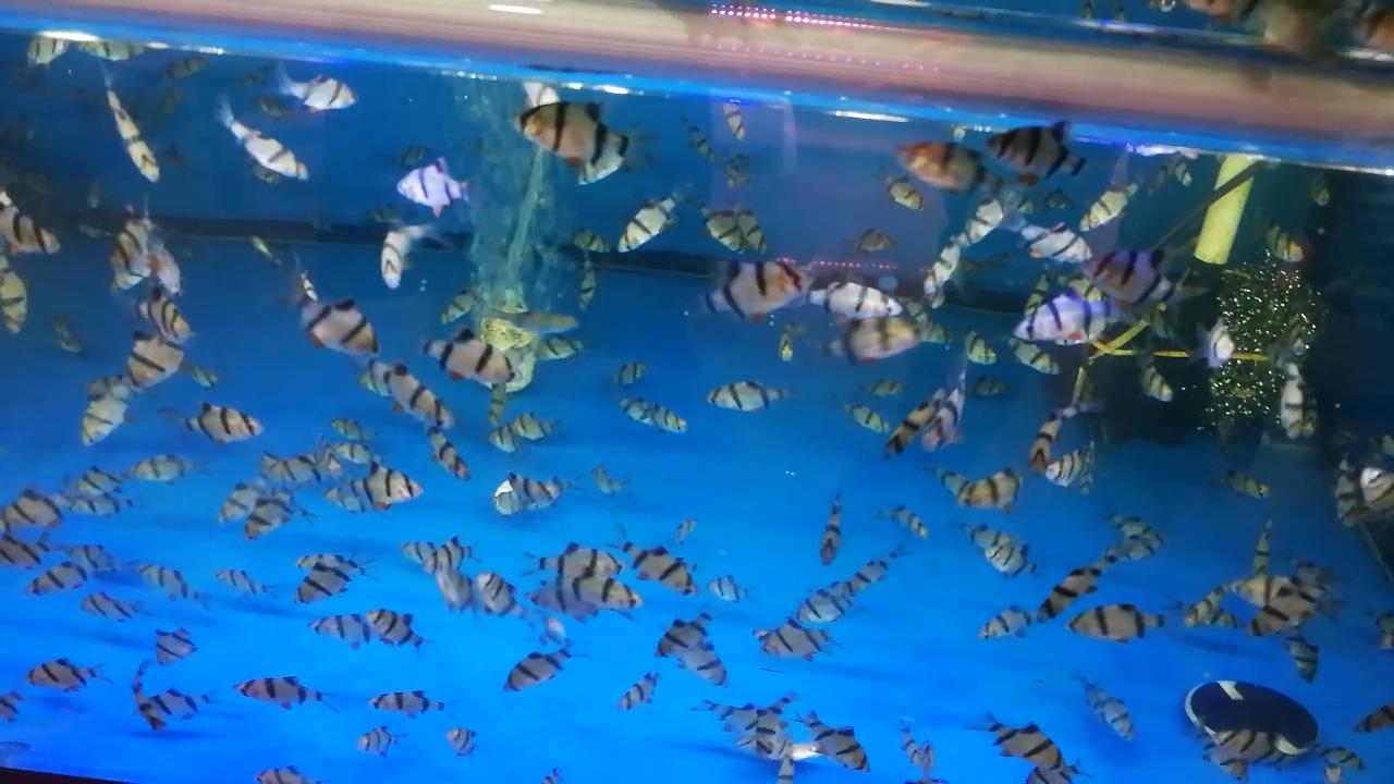 凶猛观赏鱼从哪里买,观赏鱼市场买热带鱼