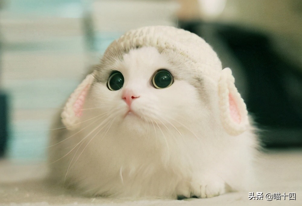 宠物医院成本及利润,宠物医院花的钱怎么报销