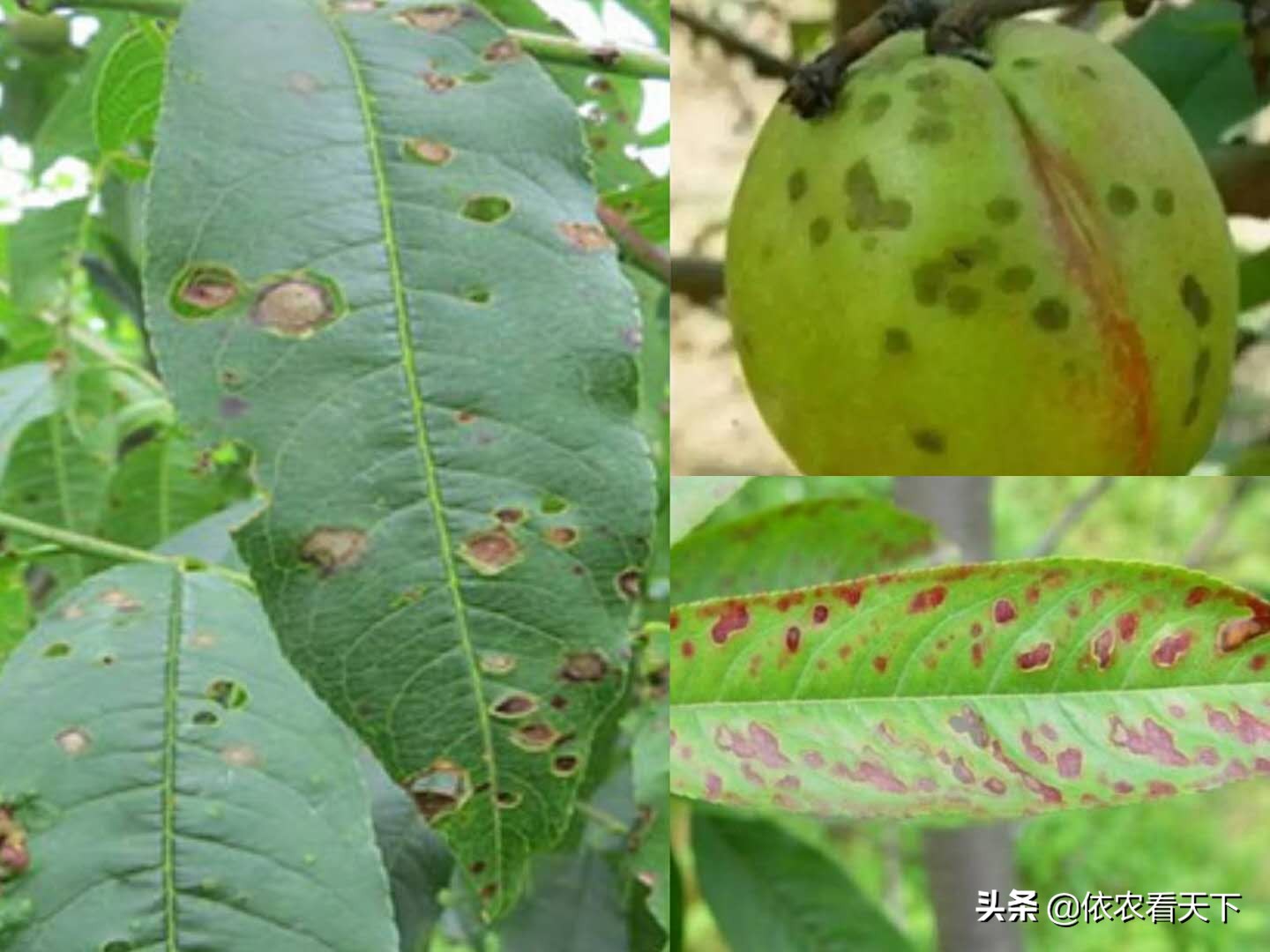 大棚桃穿孔病最佳治疗方法,桃苗穿孔病