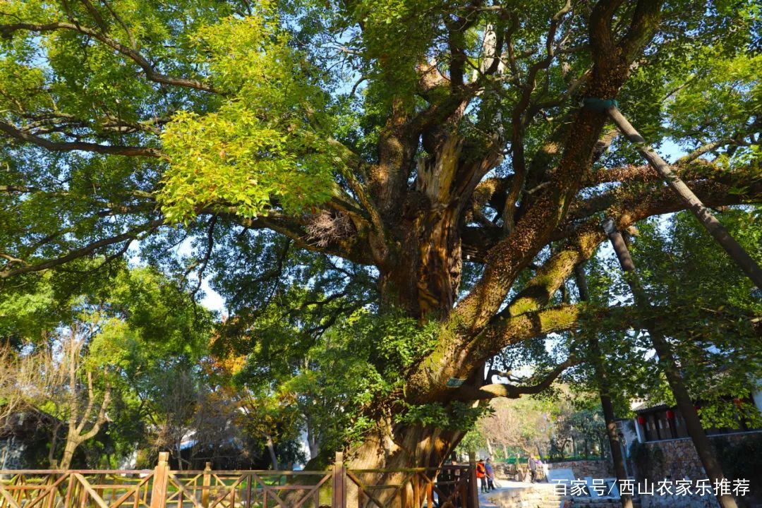 苏州西山穹窿山景区,苏州西山景区怎么样