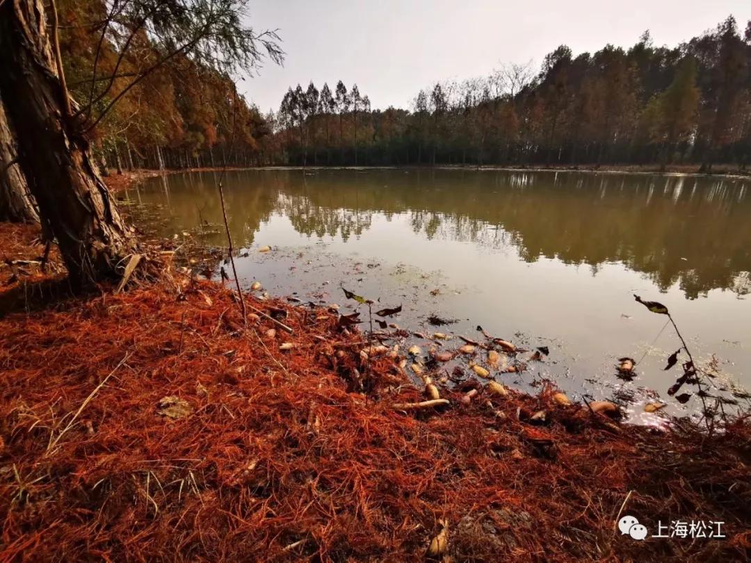 松江国际生态商务区地标,松江国际生态公园