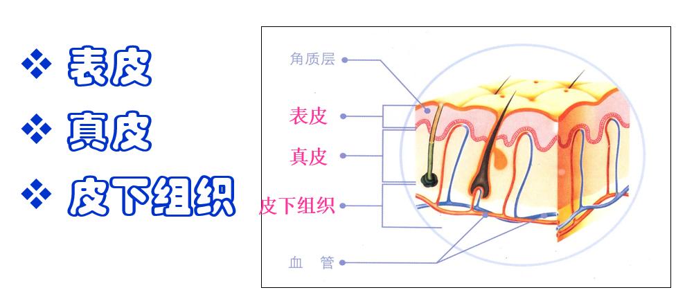 皮肤和护肤品有适应期吗,是不是换护肤品都有一个适应期