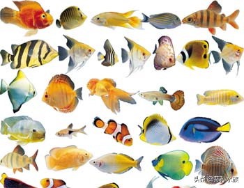 小型热带鱼混养玫瑰鲫,小型热带鱼混养规则