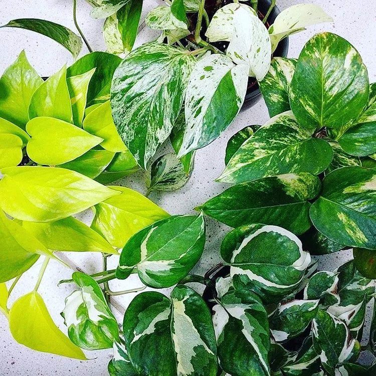 室内绿植推荐客厅好养净化空气,室内养什么绿植可以净化空气