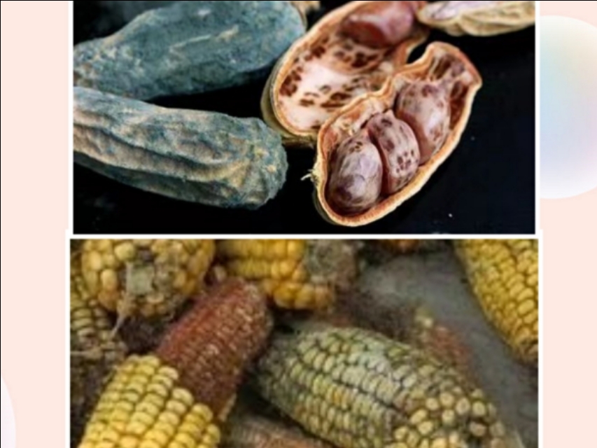 黄曲霉素致癌目前还有争议吗,十大致癌物黄曲霉素