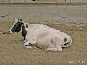 别再因为子宫内膜炎，牛揣不上犊了，教你方法