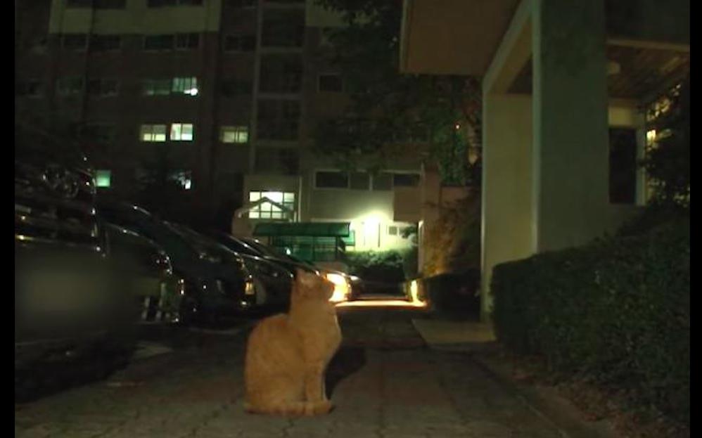 老爷爷去世猫咪也去世,老人去世后猫咪含泪随主人而去