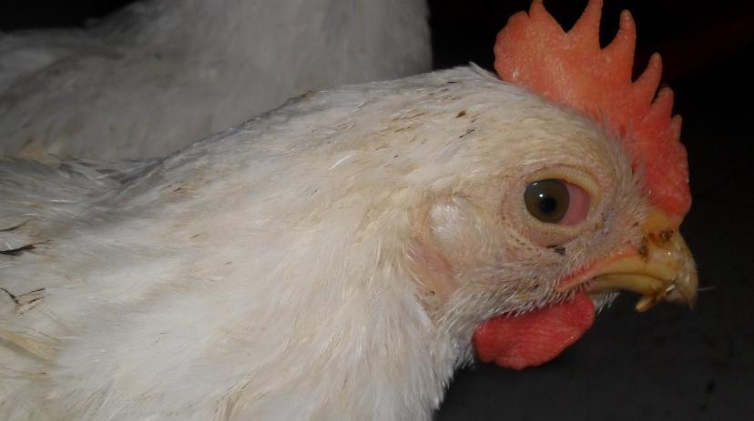 怎么判断鸡呼吸道病情好了,怎么知道鸡子感冒到哪个阶段