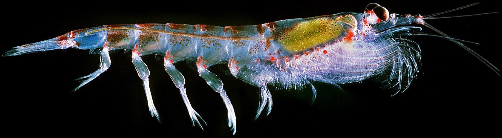 虾说,这是一篇让你不仅会吃,还会认……一文解决“虾”认识