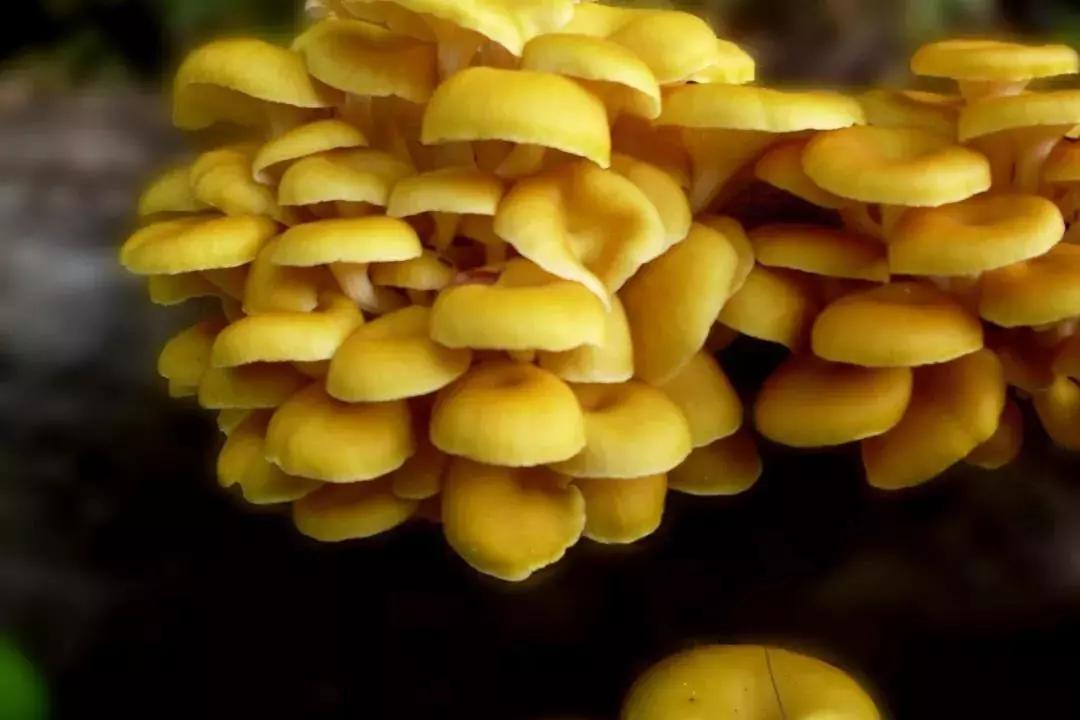 长白山冬天天池值得去吗,去长白山旅游都看什么