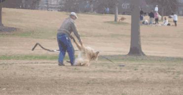 金毛犬忠诚到什么程度,金毛犬的魅力有多可怕