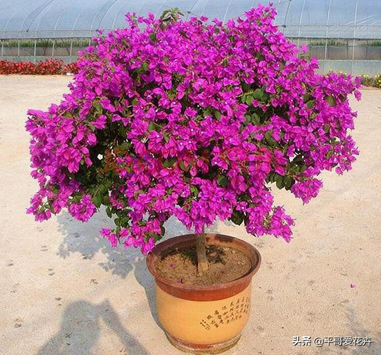 垃圾堆里捡回一盆花,垃圾变废为宝怎么养花