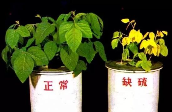 中量元素肥料与微量元素肥料区别,中量元素肥料哪个品种好