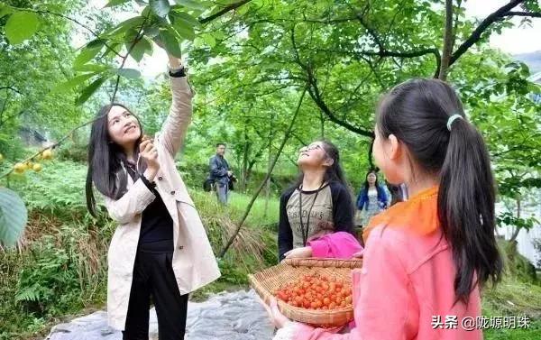 西安摘樱桃的地方推荐附近,西安周边摘樱桃去哪里