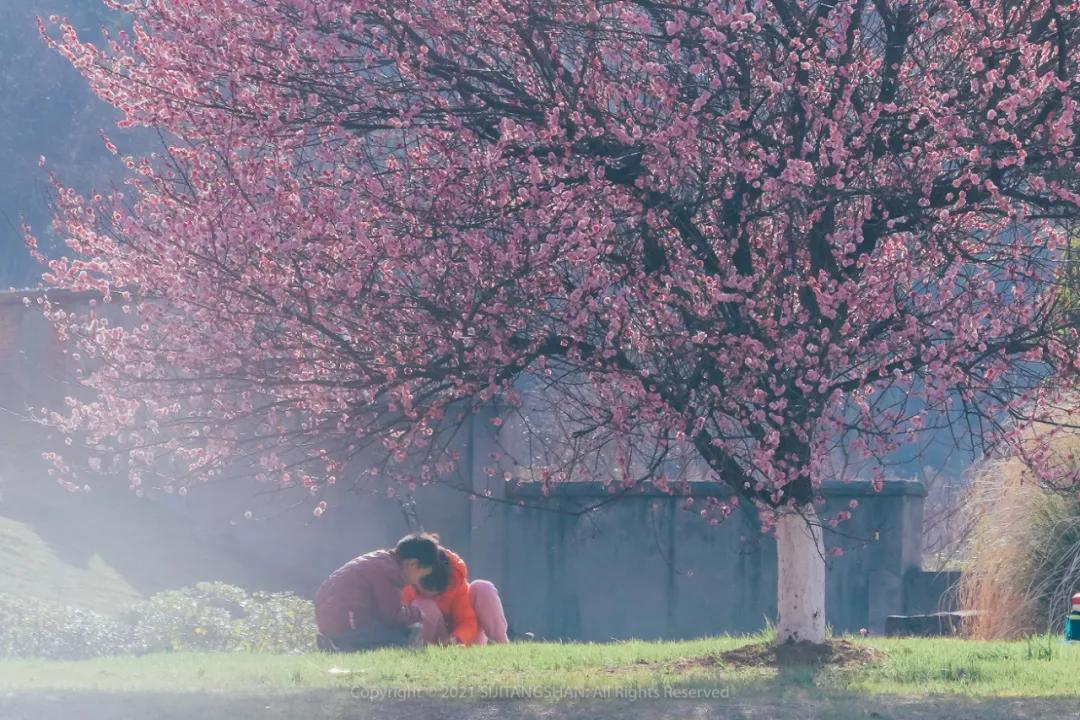 南京赏梅花的绝佳位置,南京赏梅花的最佳地方