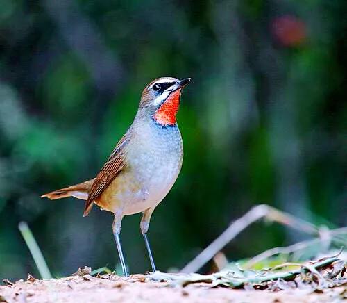 红靛颏和蓝靛颏哪种叫声好听,正宗红靛颏鸟