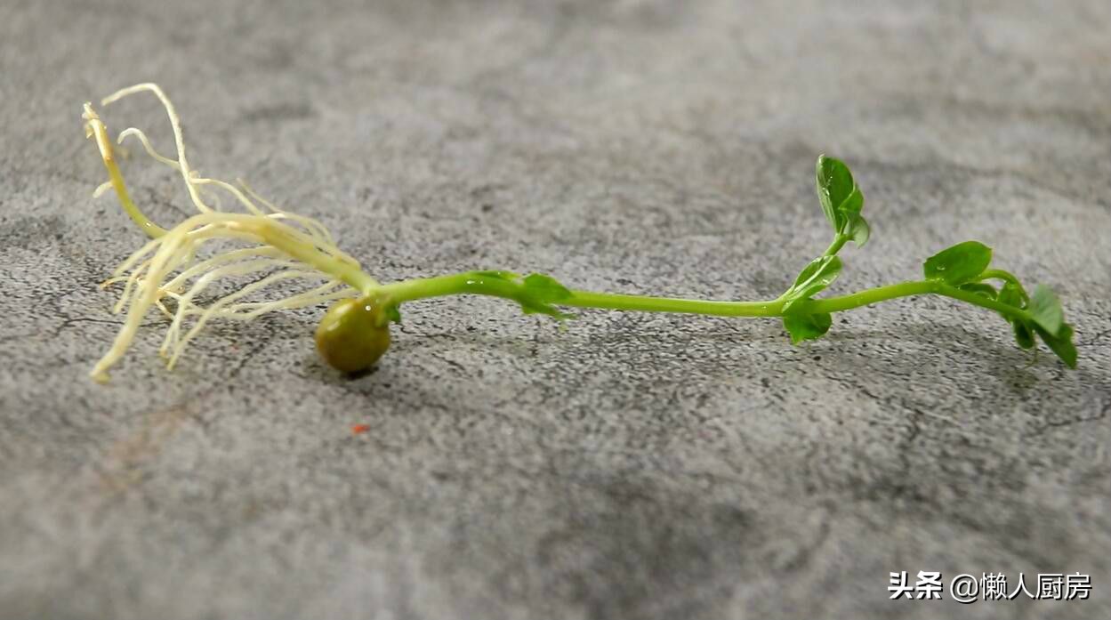 豌豆苗怎么样炒好吃,豌豆苗怎么炒出来最好吃