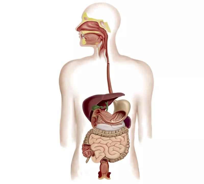 胃息肉和肠息肉能一起做手术吗,肠息肉胃息肉切后能喝绿茶吗