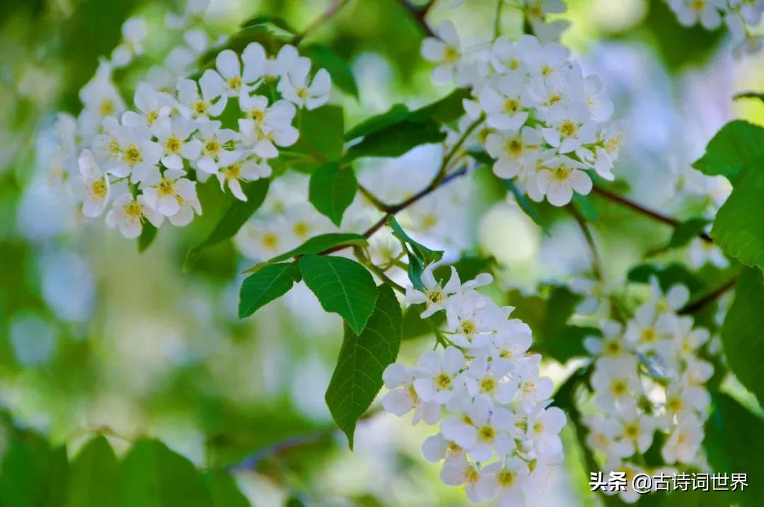 您语文好,请来读读试试,防老年痴呆