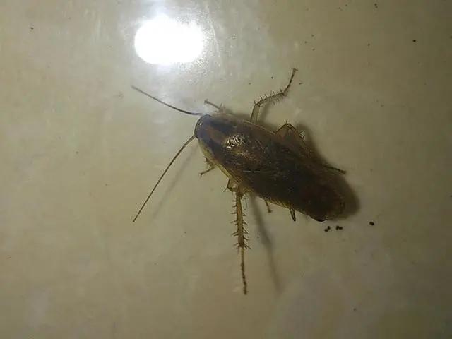 家里有蟑螂怎么彻底消除小技巧,家里出现蟑螂怎样能彻底消灭