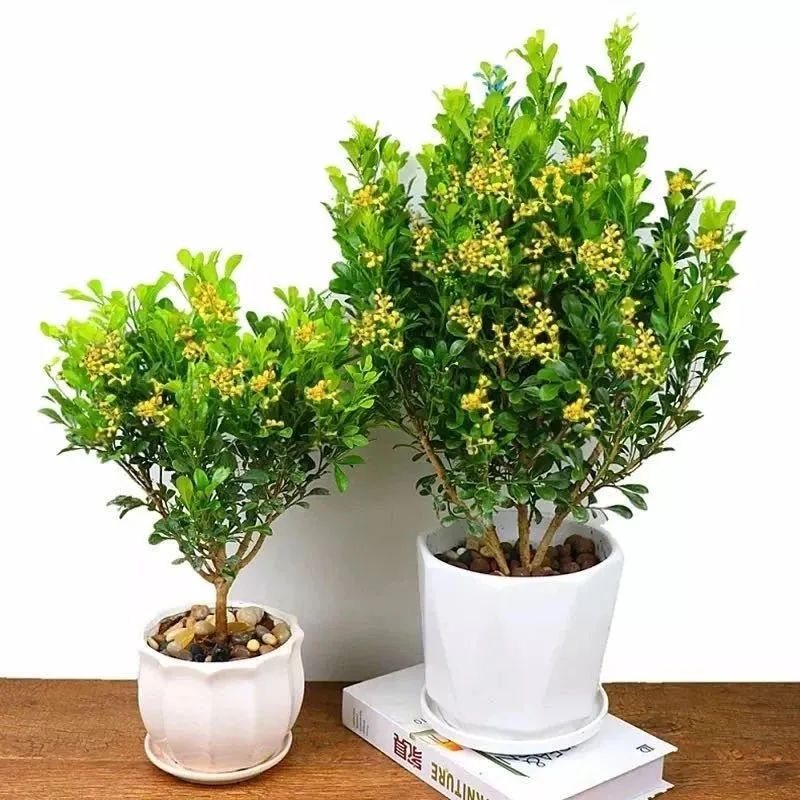 米兰春天怎么养护,家里养米兰花风水好不好