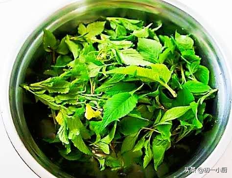 蘑菇荠菜韭菜,韭菜白菜荠菜