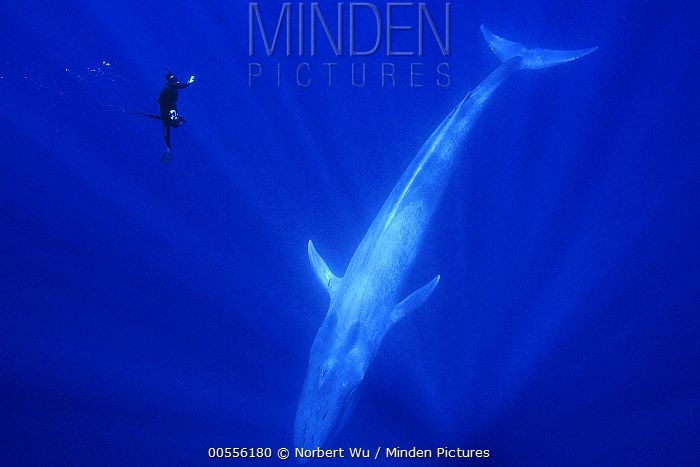 蓝鲸的进化史是什么,脆弱的巨人蓝鲸