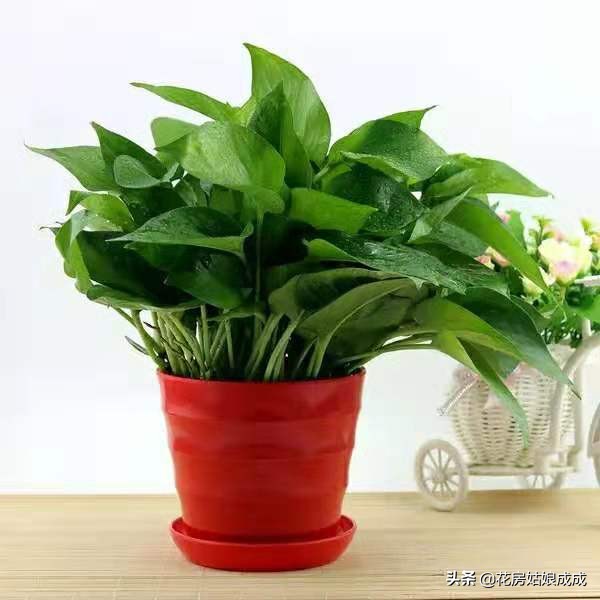 绿萝叶子稀疏只长藤,如何让绿萝叶子保持油亮翠绿