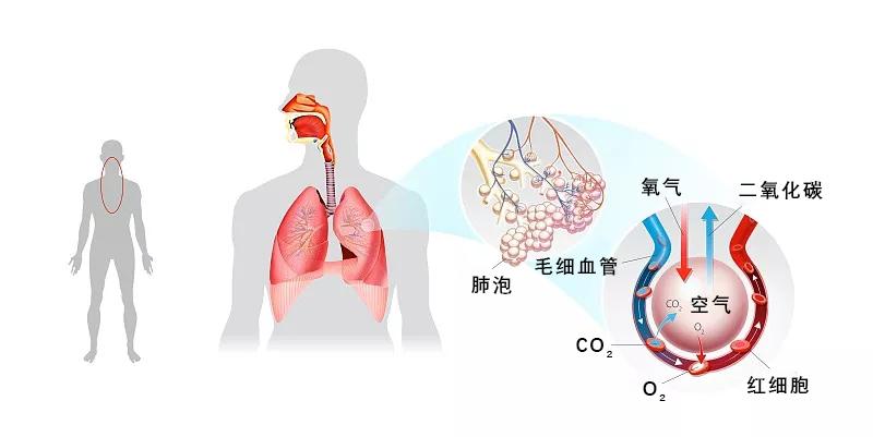 呼吸过程是怎么样的?今天带你搭乘氧气客车,一起去“肺里”逛逛