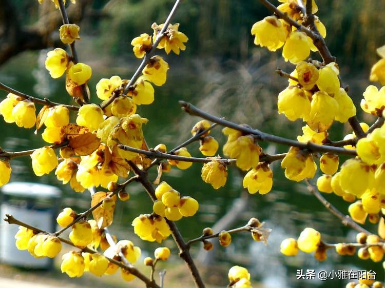 寒冬腊月养这“四种花”，越冷越开花，春节开的最美，花香满屋！