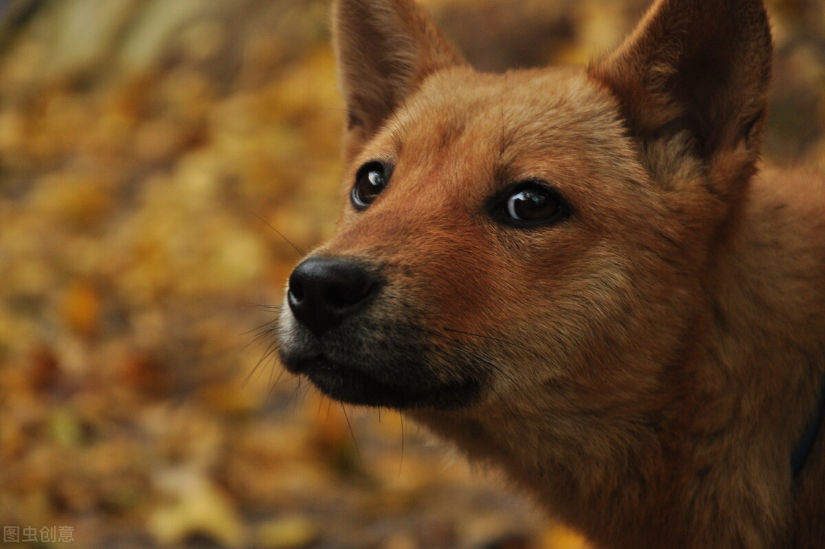 旧犬喜我归，它的目光中，是情感的惊喜？也是生命的凝望
