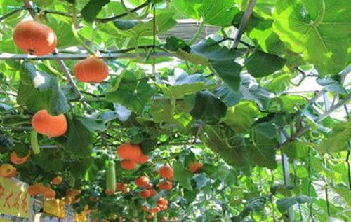 南瓜品种大全板栗南瓜,粉面南瓜哪个品种好种植