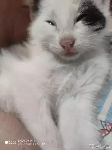 这猫睡姿也太销魂了,猫睡相