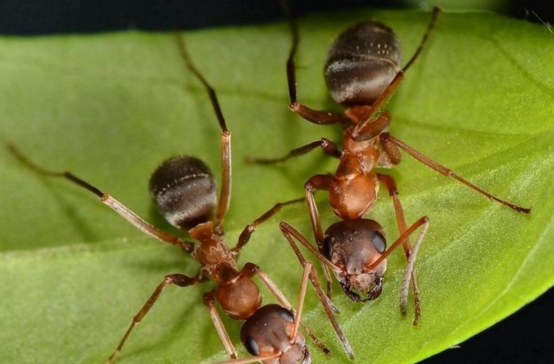 蚂蚁建地下王国,建设城市会考虑蚂蚁么