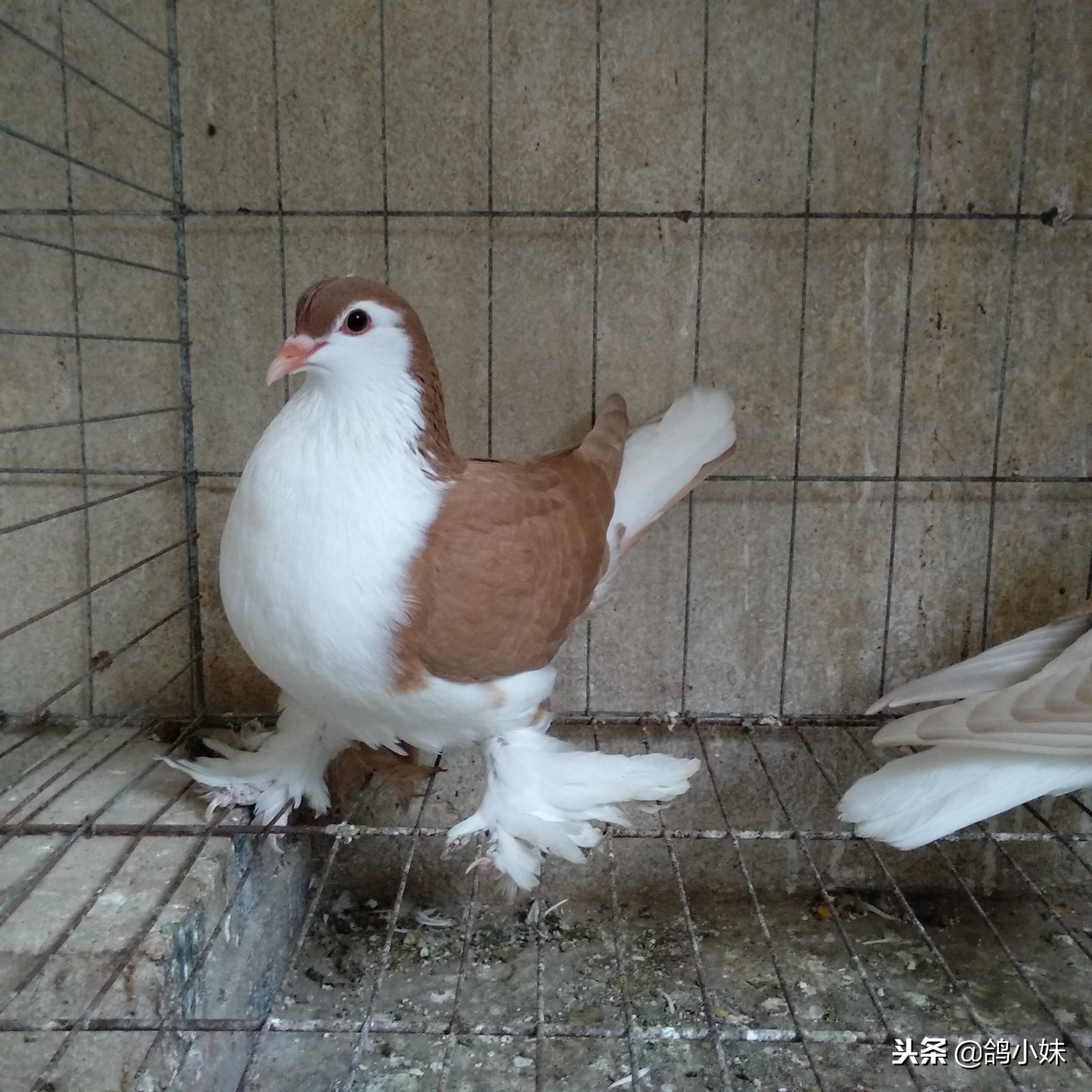 如何养好鸽子和家鸽,怎样养好鸽子视频