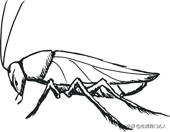 蟑螂药最好不要买,蟑螂药家里能不能放