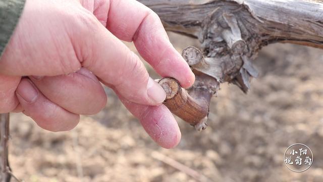 葡萄放裂前期怎么预防,葡萄流泪怎么办